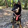 Asuna a rejoint le concours — aidez-le/la à gagner de superbes lots ! alert, animal_portrait, black_and_tan, canine, dirt_path, dog, fluffy_fur, forest, ground, leash, nature, outdoors, park, pet, pink_harness, pointed_ears, sitting, sunlight, trees, woodland