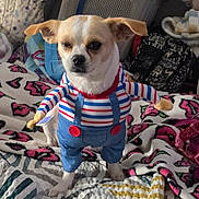 Boy is registered to the contest to win money with this photo: animal, bed, blanket, blue_outfit, chihuahua, clothes, clothing, colorful, costume, cute, dog, funny, indoors, laundry, overalls, pet, portrait, small_dog, standing, striped_shirt