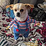 animal, bed, blanket, blue_outfit, chihuahua, clothes, clothing, colorful, costume, cute, dog, funny, indoors, laundry, overalls, pet, portrait, small_dog, standing, striped_shirt