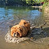 Vinny participe au concours pour gagner de l'argent avec cette photo : dog, water, river, outdoor, nature, person, rocks, sunlight, trees, shore, animal, pet, canine, fur, wading, daytime, walking, leisure, recreation, landscape