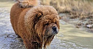 Vinny participe au concours pour gagner de l'argent avec cette photo : dog, chow_chow, muddy_water, water_splash, fur, fluffy, outdoor, animal, pet, mammal, mud, nature, walking, portrait, close_up, canine, brown, wet, curled_tail, determined