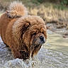 dog, chow_chow, muddy_water, water_splash, fur, fluffy, outdoor, animal, pet, mammal, mud, nature, walking, portrait, close_up, canine, brown, wet, curled_tail, determined