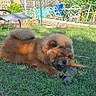 dog, chow_chow, grass, stick, outdoor, garden, sunlight, fence, pet, animal, brown_fur, fluffy, lawn_chair, daytime, relaxing, canine, yard, nature, playful, resting