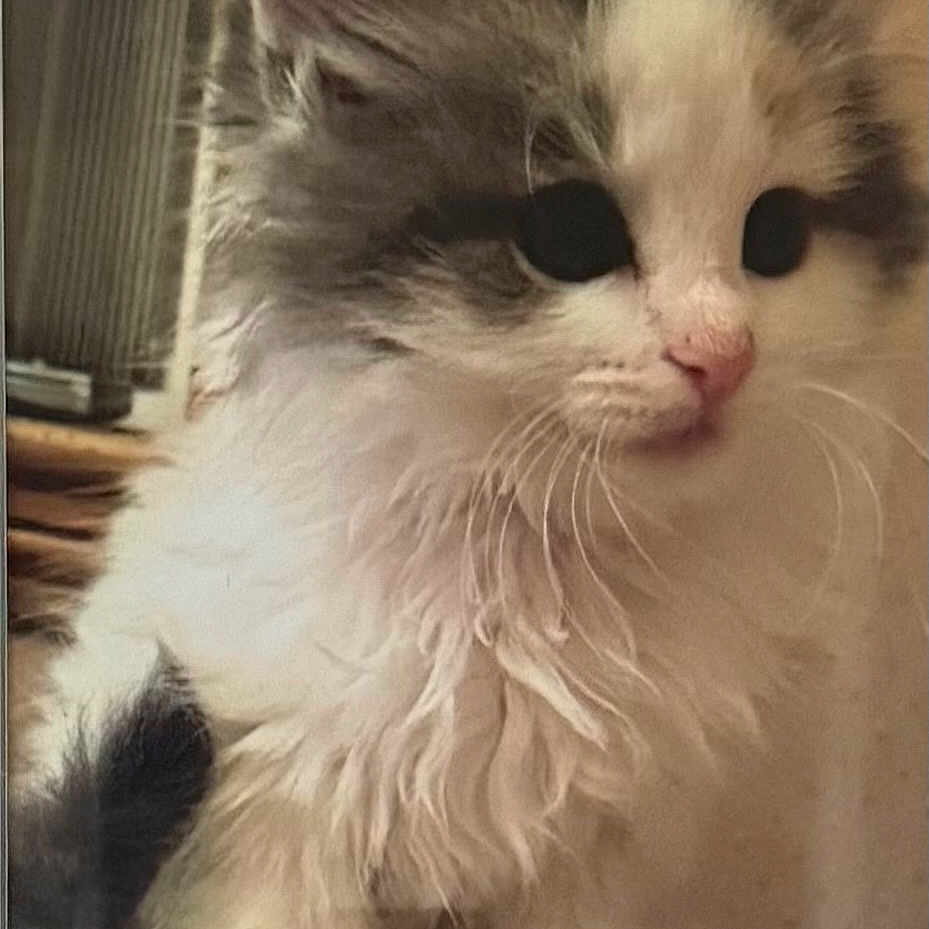 Gizmo