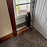 Tucker joined the competition — help win amazing prizes! animal, carpet, cat, curious, door, entryway, greenery, home, indoors, outdoors, pet, porch, screen_door, standing, sunlight, tabby_cat, upright, waiting, window, wood_trim
