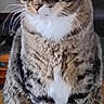 Tucker joined the competition — help win amazing prizes! alert, animal, cat, close_up, ears, eyes, feline, front_view, furniture, home, indoors, pet, portrait, sitting, striped_fur, tabby_cat, whiskers, white_chest, white_paws, wooden_floor