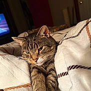 Tucker is registered to the contest to win money with this photo: animal, bed, bedroom, blanket, brown_fur, cat, cozy, ears, eyes, feline, indoor, paws, pet, portrait, relaxed, sleepy, striped_fur, tabby_cat, whiskers, white_chest