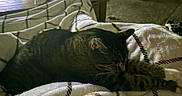 Tucker is registered to the contest to win money with this photo: animal, bed, blanket, cat, chairs, cozy, dining_table, ears, feline, fur, home, indoors, living_room, pet, relaxing, sleeping, sleepy, striped_fur, tabby_cat, whiskers