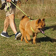 Bosco participe au concours pour gagner de l'argent avec cette photo : dog, puppy, fluffy, brown_fur, outdoors, grass, park, walking, leash, harness, tongue_out, pointed_ears, pet, animal, human, legs, sneakers, sunlight, nature, walk