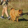 dog, puppy, fluffy, brown_fur, outdoors, grass, park, walking, leash, harness, tongue_out, pointed_ears, pet, animal, human, legs, sneakers, sunlight, nature, walk