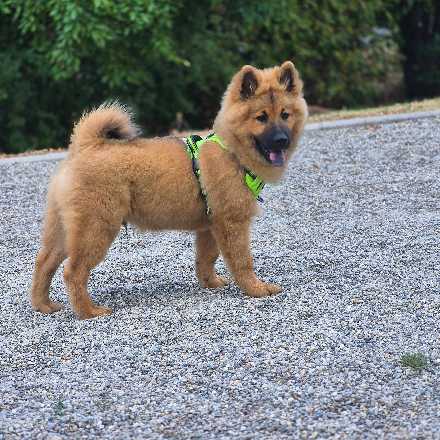 Bosco participe au concours pour gagner de l'argent avec cette photo : dog, puppy, fluffy, brown_fur, standing, outdoors, gravel, garden, greenery, harness, leash, pointed_ears, curled_tail, open_mouth, happy, pet, animal, portrait, natural_light, backyard