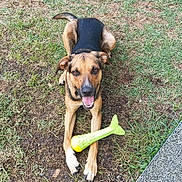 Undy a rejoint le concours — aidez-le/la à gagner de superbes lots ! animal, black, brown, bush, dog, ears, fur, grass, ground, happy, mouth, nature, outdoor, path, paws, pet, playful, smiling, tongue, toy