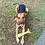 animal, black, brown, bush, dog, ears, fur, grass, ground, happy, mouth, nature, outdoor, path, paws, pet, playful, smiling, tongue, toy