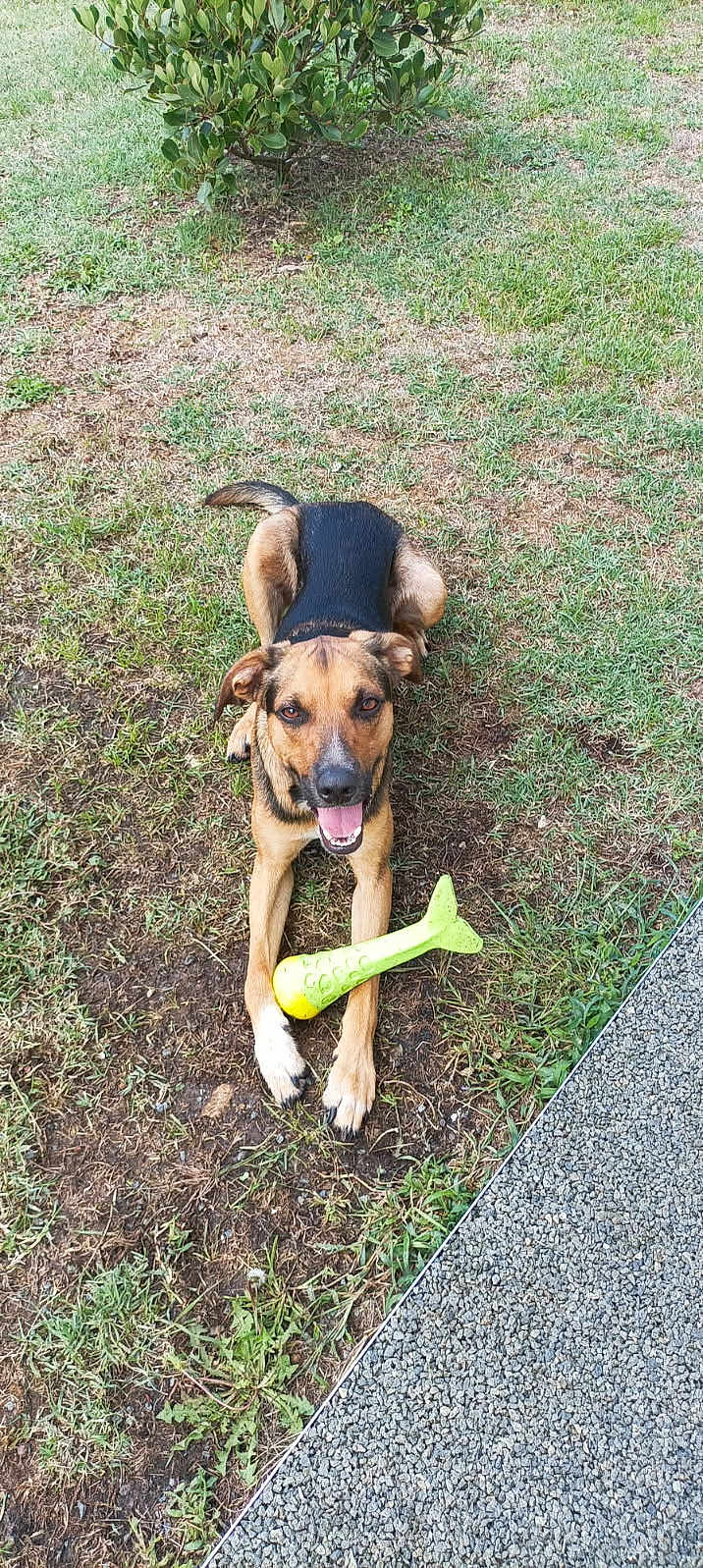 Undy a rejoint le concours — aidez-le/la à gagner de superbes lots ! animal, black, brown, bush, dog, ears, fur, grass, ground, happy, mouth, nature, outdoor, path, paws, pet, playful, smiling, tongue, toy