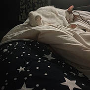 Aly participe au concours pour gagner de l'argent avec cette photo : animal, bed, blanket, cat, comfort, cozy, dark, domestic, fabric, fur, indoor, pattern, paw, quiet, relaxed, resting, sleeping, soft_light, stars, white_cat