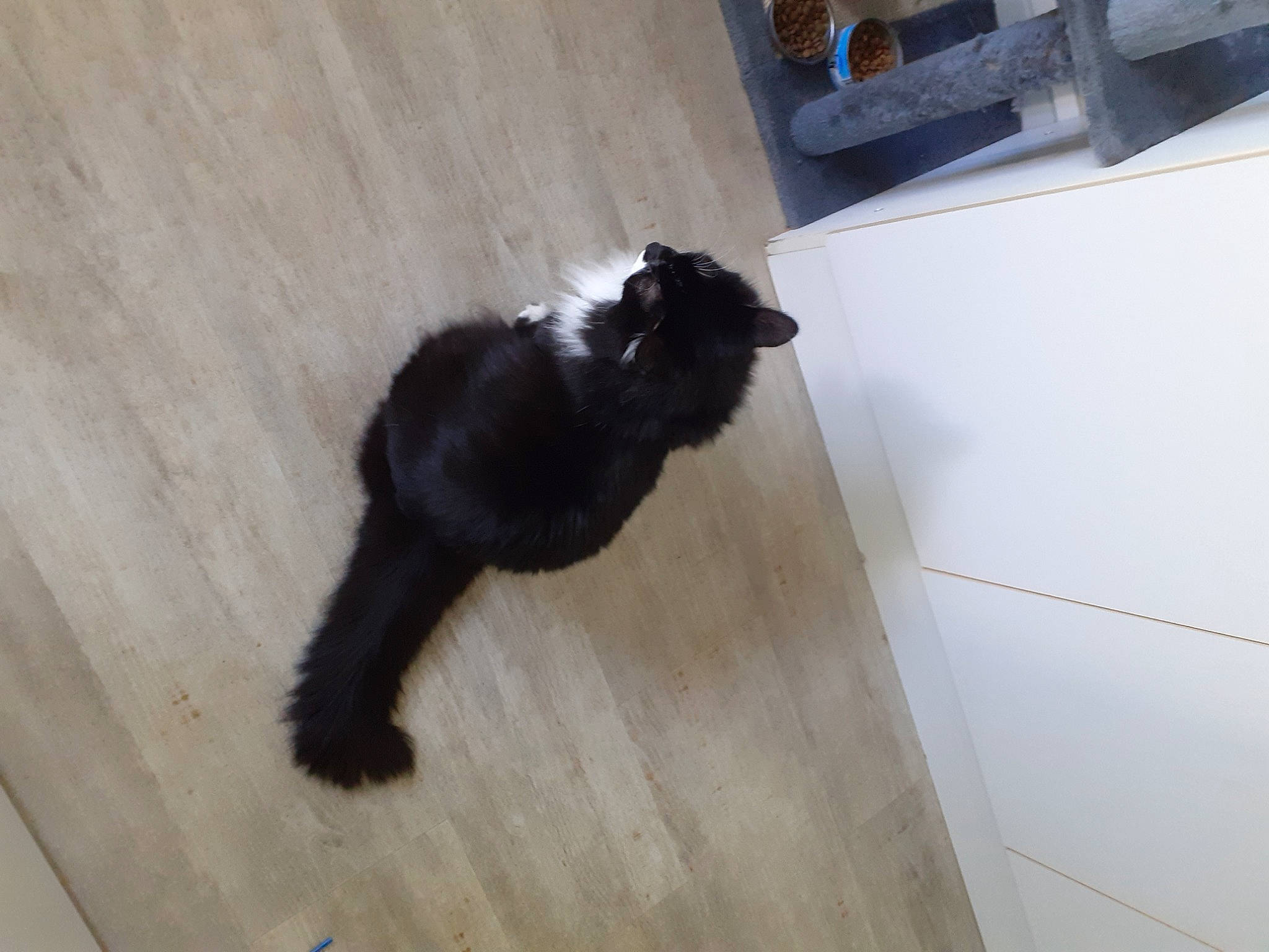 Sissi participe au concours pour gagner de l'argent avec cette photo : black_cat, canidae, carnivore, cat, companion_dog, dog_breed, domestic_short_haired_cat, felidae, floor, flooring, fur, hardwood, laminate_flooring, small_to_medium_sized_cats, sporting_group, tail, whiskers, wood, wood_flooring, wood_stain