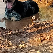 Filou participe au concours pour gagner de l'argent avec cette photo : dog, muddy_water, puddle, outdoor, sunlight, dry_grass, dirt, animal, tongue_out, happy, nature, pet, canine, summer, playful, resting, field, shallow_water, sunny, daytime