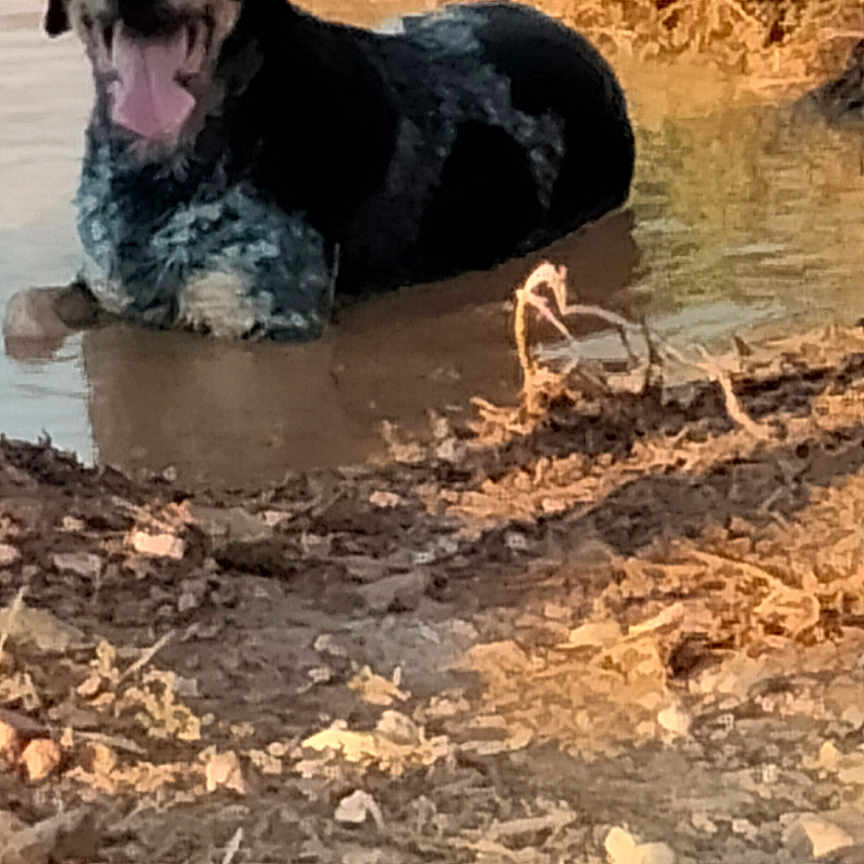 Filou participe au concours pour gagner de l'argent avec cette photo : dog, muddy_water, puddle, outdoor, sunlight, dry_grass, dirt, animal, tongue_out, happy, nature, pet, canine, summer, playful, resting, field, shallow_water, sunny, daytime