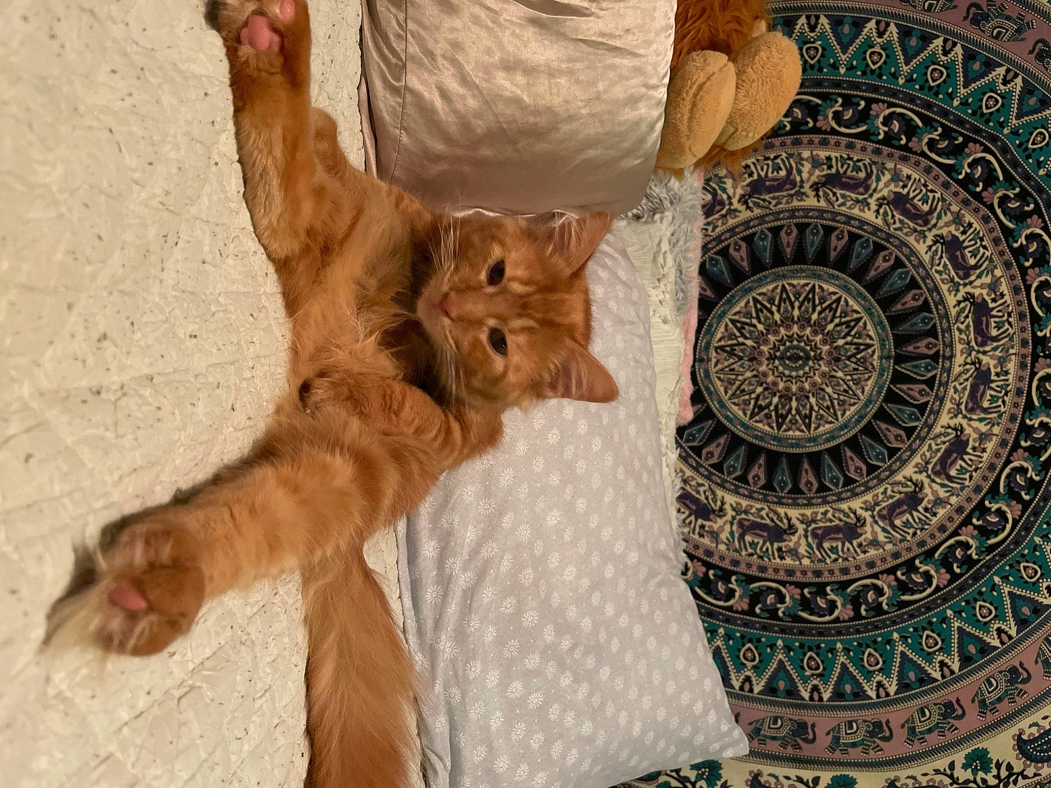 Donald joined the competition — help win amazing prizes! canidae, carnivore, cat, dishware, dog_breed, fawn, felidae, flooring, foot, gesture, human_leg, linens, liver, pattern, small_to_medium_sized_cats, sporting_group, tail, tree, whiskers, wood