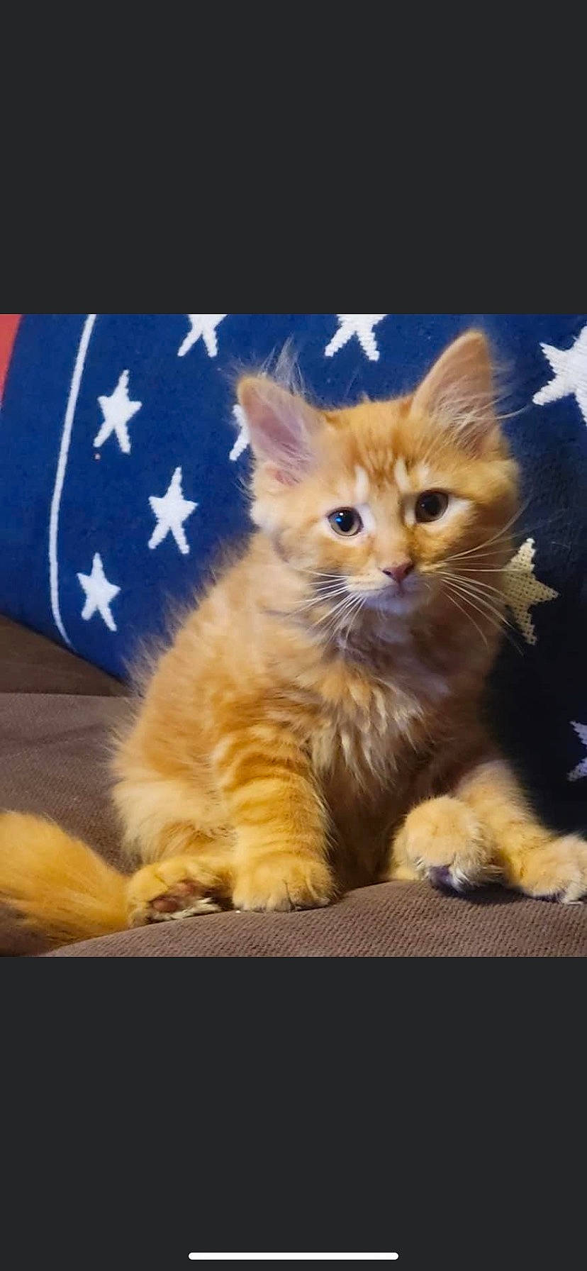 Donald is registered to the contest to win money with this photo: carnivore, cat, cat_supply, claw, domestic_short_haired_cat, electric_blue, event, fawn, felidae, flag, flag_of_the_united_states, fur, paw, photo_caption, small_to_medium_sized_cats, snout, tail, whiskers