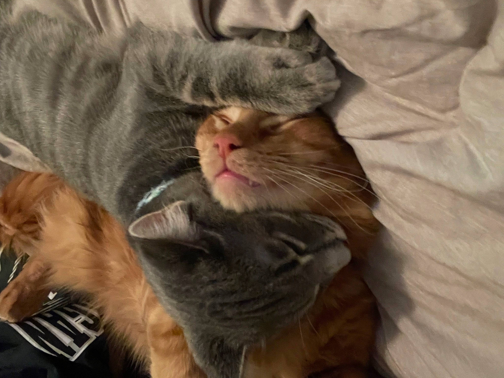 Donald is registered to the contest to win money with this photo: carnivore, cat, claw, comfort, domestic_short_haired_cat, ear, fawn, felidae, fur, lap, nap, paw, small_to_medium_sized_cats, snout, tail, whiskers