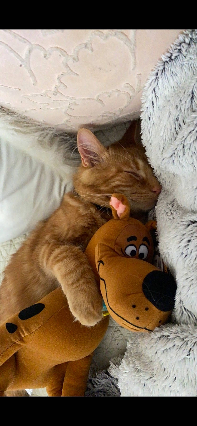 Donald is registered to the contest to win money with this photo: bed, carnivore, cat, comfort, domestic_short_haired_cat, fawn, felidae, fur, linens, mammal, paw, plush, small_to_medium_sized_cats, snout, stuffed_toy, tail, toy, vertebrate, whiskers, white