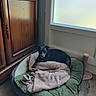 Toon participe au concours pour gagner de l'argent avec cette photo : animal, black_and_tan, blanket, cabinet, cozy, cute, dog, dog_bed, home, indoors, lying_down, pet, plush_bed, portrait, relaxed, resting, small_dog, sunlight, window, wooden_floor