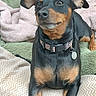 Toon a rejoint le concours — aidez-le/la à gagner de superbes lots ! animal, black_and_tan, blanket, brown_markings, close_up, collar, couch, cozy, cute, dog, floppy_ears, indoors, looking_at_camera, pet, portrait, puppy, short_fur, sitting, tag, textile