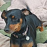 alert, animal, black_and_tan, blanket, collar, cozy, cushion, dog, dog_tag, floor, home, indoors, looking_at_camera, pet, portrait, rug, short_hair, sitting, small_dog, soft_furnishings