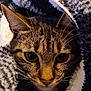 Wilson participe au concours pour gagner de l'argent avec cette photo : cat, tabby, animal, pet, face, whiskers, ears, blanket, cozy, fur, closeup, indoor, comfort, warm, texture, black, white, striped, cute, snuggled
