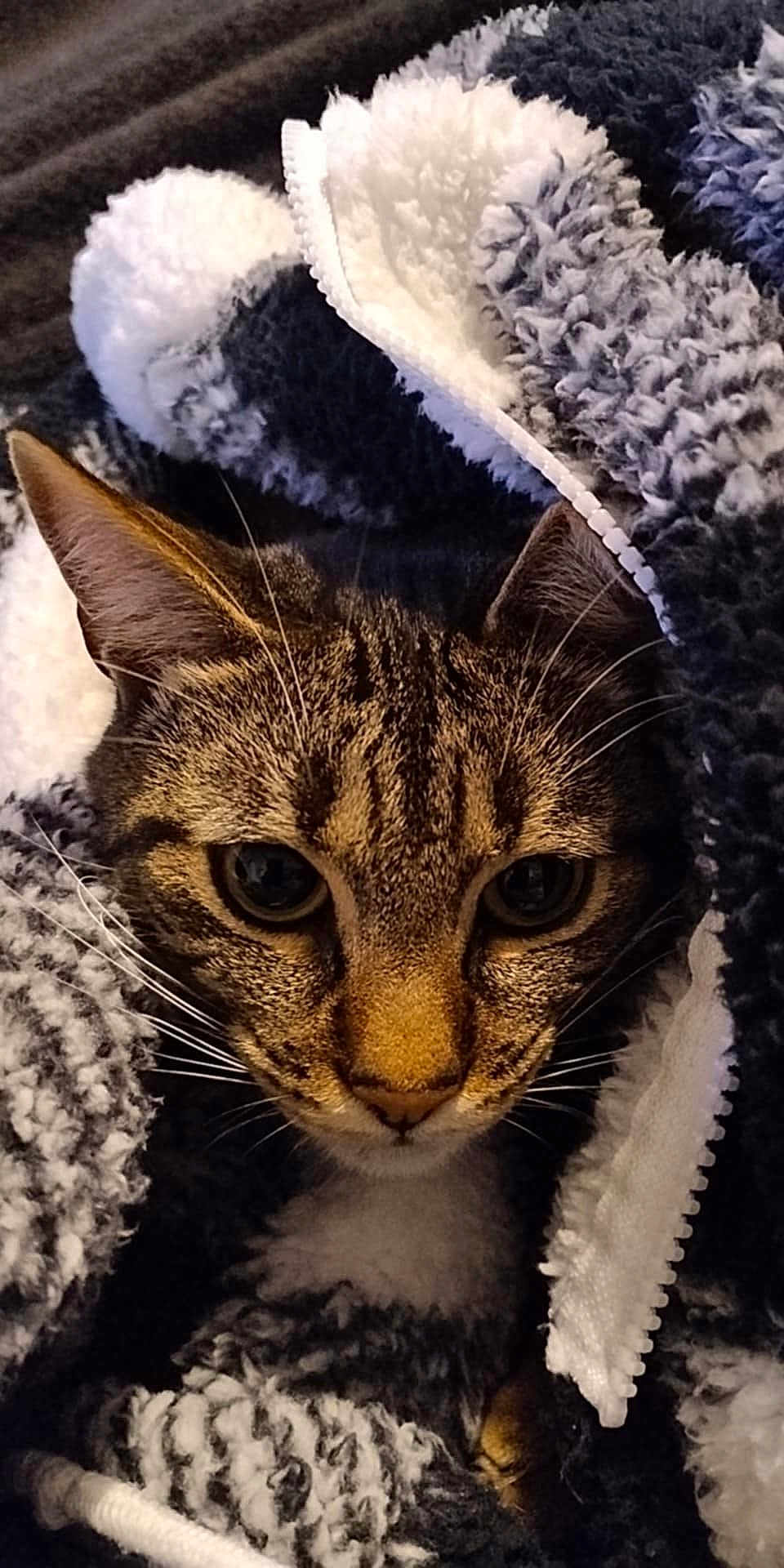 Wilson participe au concours pour gagner de l'argent avec cette photo : cat, tabby, animal, pet, face, whiskers, ears, blanket, cozy, fur, closeup, indoor, comfort, warm, texture, black, white, striped, cute, snuggled