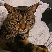 Wilson a rejoint le concours — aidez-le/la à gagner de superbes lots ! cat, tabby, pet, animal, feline, whiskers, ears, face, paw, fur, striped, blanket, soft, cozy, indoor, resting, cute, closeup, relaxed, sleepy