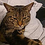 cat, tabby, pet, animal, feline, whiskers, ears, face, paw, fur, striped, blanket, soft, cozy, indoor, resting, cute, closeup, relaxed, sleepy