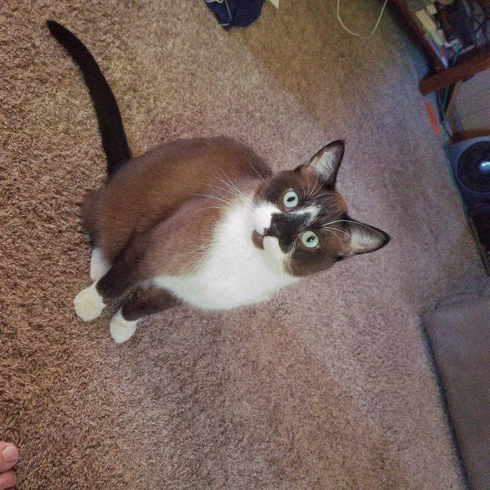 Kelvin joined the competition — help win amazing prizes! carnivore, cat, claw, comfort, domestic_short_haired_cat, eye, fawn, felidae, floor, flooring, fur, head, human_leg, paw, small_to_medium_sized_cats, snout, tail, whiskers, window, wood