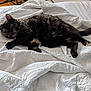 Sally Bowles joined the competition — help win amazing prizes! cat, tortoiseshell, pet, feline, relaxed, bed, quilt, white_bedding, indoor, fur, animal, resting, comfort, cozy, sleepy, paw, tail, home, wooden_floor, blanket