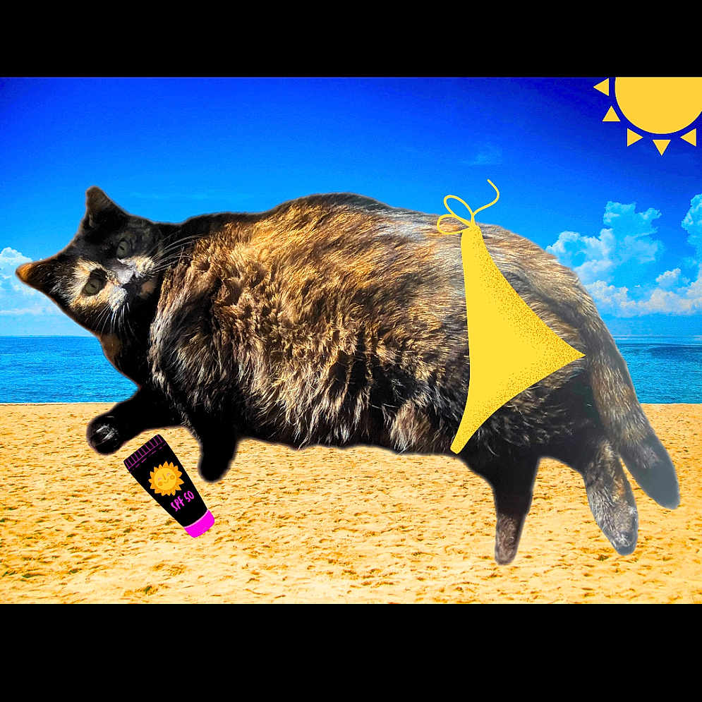 Sally Bowles is registered to the contest to win money with this photo: animal, beach, bikini, blue_sky, cat, clouds, edited, feline, funny, humor, ocean, photoshop, relaxation, sand, sky, summer, sun, sunny, sunscreen, vacation