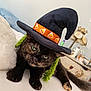 Sally Bowles is registered to the contest to win money with this photo: cat, tortoiseshell, witch_hat, costume, bed, indoor, pet, green_eyes, black_fur, orange_accent, braided_yarn, halloween, decor, lamp, furniture, cozy, relaxed, cute, animal, whimsical