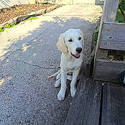 Betsy a rejoint le concours — aidez-le/la à gagner de superbes lots ! animal, concrete, curious, daylight, dog, garden, golden_retriever, happy, leaf, nature, outdoor, pet, plant, puppy, shadow, sitting, smiling, sunlight, wooden_deck, young_dog