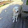 animal, concrete, curious, daylight, dog, garden, golden_retriever, happy, leaf, nature, outdoor, pet, plant, puppy, shadow, sitting, smiling, sunlight, wooden_deck, young_dog