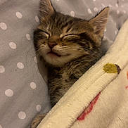 Sahlo joined the competition — help win amazing prizes! kitten, cat, sleeping, blanket, bed, polka_dot, cozy, fur, cute, tabby, pet, animal, resting, indoor, soft, peaceful, comfort, whiskers, ears, closed_eyes