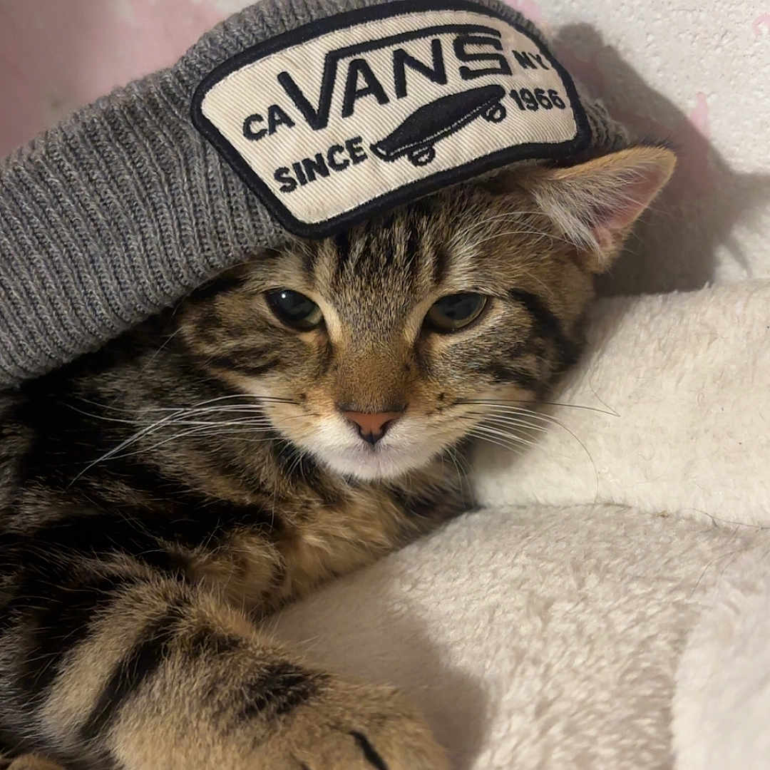 Sahlo is registered to the contest to win money with this photo: animal, beanie, blanket, cat, closeup, cozy, cute, feline, fur, hat, indoor, kitten, paw, pet, relaxed, resting, sleepy, tabby, vans, whiskers