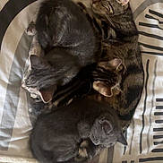 Folina joined the competition — help win amazing prizes! cat, cats, sleeping, bed, blanket, striped, tabby, gray, black, fur, cozy, resting, cute, pets, animal, domestic, whiskers, ears, nap, closeup