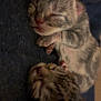 kitten, newborn, sleeping, cat, feline, fur, cute, animal, pet, closeup, baby, soft, small, tabby, resting, two, adorable, cozy, peaceful, warm