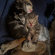 Hiccup joined the competition — help win amazing prizes! kitten, sleeping, snuggling, cat, feline, baby_animal, fur, cozy, blanket, cute, domestic_cat, animal, pet, resting, close_up, indoor, soft, young, adorable, warm