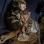 kitten, sleeping, snuggling, cat, feline, baby_animal, fur, cozy, blanket, cute, domestic_cat, animal, pet, resting, close_up, indoor, soft, young, adorable, warm