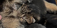 Hiccup joined the competition — help win amazing prizes! kitten, cat, sleeping, fur, closeup, animal, pet, cozy, snuggling, soft, cute, mammal, young, tiny, whiskers, ears, resting, feline, warm, nest