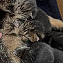 kitten, cat, sleeping, fur, closeup, animal, pet, cozy, snuggling, soft, cute, mammal, young, tiny, whiskers, ears, resting, feline, warm, nest