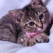 Olivia joined the competition — help win amazing prizes! kitten, tabby_cat, pet, collar, bell, close_up, fur, whiskers, ears, eyes, soft_texture, fabric, resting, cute, domestic_cat, animal, indoor, portrait, young, feline