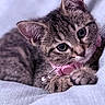 kitten, tabby_cat, pet, collar, bell, close_up, fur, whiskers, ears, eyes, soft_texture, fabric, resting, cute, domestic_cat, animal, indoor, portrait, young, feline
