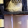 cat, cat_tree, cozy, cubicle, ears, eyes, fabric, feline, fur, indoor, pet, portrait, resting, rope, scratching_post, shelf, siamese, toy, wall, whiskers